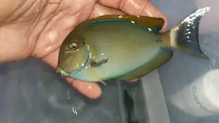 BARIENE TANGS (5.5
