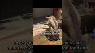 POV: you watched 3x times and donated $25 to help with dog food and a wheelchair for Max.