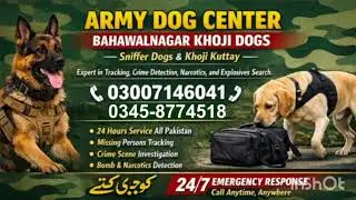 Army Dog Center Bahawalnagar #khojidogs 