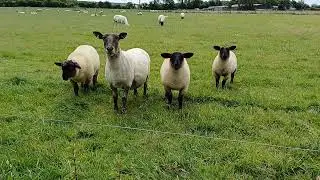 Morning with sheep. The flock on a walk. #ireland ##travel #naturesounds nat