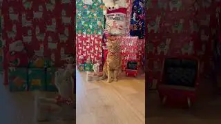 I was so curious what Santa put in my stocking! 😹 I love everything! 😁❤️🐱