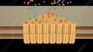 Gap junctions, animation