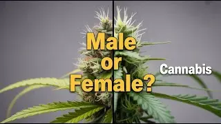 How to Tell if Your Cannabis Plant Is Male or Female (Beginner Guide + Real Examples)