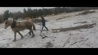Skidding Logs With A Single Draft Horse!