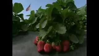 Wish Farms Community