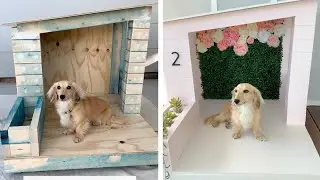 Dachshund Gets Stylish Custom Dog House