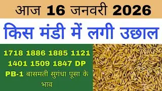 धान का भाव आज 🔴16 जनवरी 2026 | 1509,1121, बासमती | Dhaan Rate Today | Agri Commodity Price