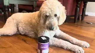 Dog Allergy Chews 200PCs, Dog Allergy and Itching Skin Relief Anti Itch Aller Immune Bites Review