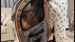 Best Pet Carrier Backpack | NATUYA Cat Backpack Review |  TOP