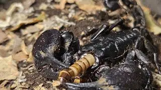 Feeding My Asian Forest Scorpion #1