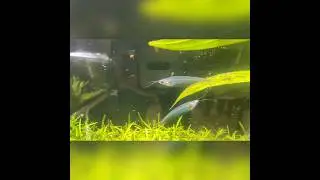 The Beautiful Glass Ghost Cat Fish #fish #aquarium #aquascape #ghost #catfiah
