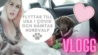 VLOGG: Flyttar till USA i Covid och h&auml;mtar hundvalp!