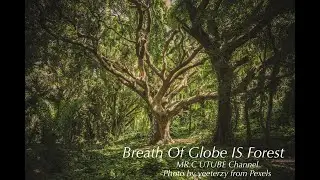 WILD FOREST NATURE DOCUMENTARY  INSPIRATION MUSIC Nature most view and Best  POSITIVE Encouragement