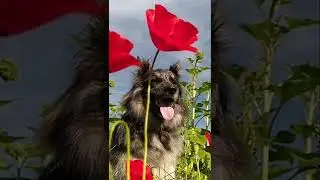 &iquest;Cu&aacute;ntos A&ntilde;os puede Vivir un Perro? ⁉