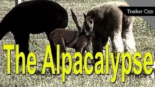 The Incan Alpacalypse Is Real and Bat**** Insane!