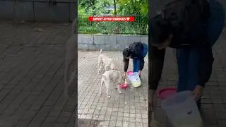 No one can beat their loyalty🥹❤️#feed #streetdog #love #dog #youtubeshorts #viral