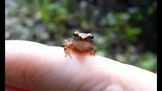 Piccolissima 