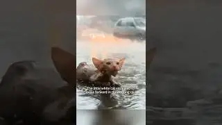 The kitten struggling to crawl in the rainy weather #cat #shortvideo