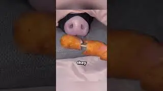 The Girl Who Found a Friend in a Pig 🐷❤️