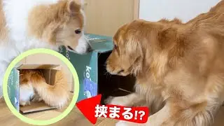 猫に育てられた大型犬が、狭すぎる段ボールに体を突っ込んだ結果...【ゴールデンレトリバー・ボーダーコリー】