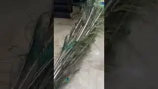 Real peacock feathers ❤️