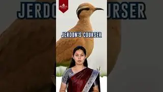 ARAM'S DO YOU KNOW SERIES - Jerdon's Courser