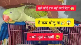 mithu ki comedy video dekho 🤣🥰#bolnewalaparrot #talkingparrort #comedyvideo #parrotcomedy #treading