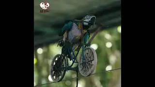 Talented Trained Bird Riding a Bicycle On a Wire | All 4 Pets | 4k | Ultra HD
