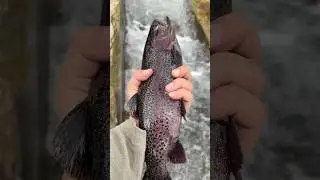 Kashmiri trout fish 🐟 #kashmir #fish #shorts #fishshorts