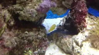Reef Tank Goby HD