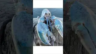 Scary ⚠️⚠️⚠️ #bluelobster #memes #lobster #crab #real #meme