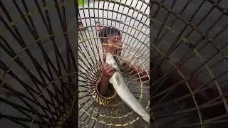 Asian Country Fishing #shorts | Amazing Rural Fishing Video 🇮🇳 Best Asian Fishing Technique #shorts