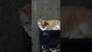 Мой кот любит спать на улице #кот