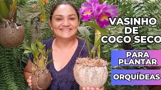 COMO PLANTAR ORQUÍDEA CATTLEYA em VASO DE COCO SECO