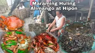 Sariwang Hipon at Alimango/Maraming Huli ang pain Vlog #365