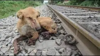 Train vs Dog | Dog hit by Train Compilation | Dog killed by train