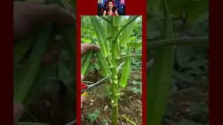 Harvest okra #farming #easyfarming #satisfying #agriculture #food #farmingtraditions