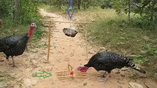 Real Tradition Biggest Bird Trapping in Country - Best Turkey Trap By a 2L Bottle Work 100%