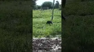 Dwarf Pig