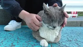 A Massage Dedicated to Cats, by a True Cat Lover 🐱💞✨