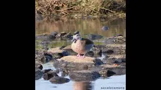 Pato acollarado o Cerceta de collar en Vuelta Ostrera