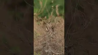Owl 360&deg; Turn &ndash; Nature&rsquo;s Silent Surveillance 🦉🔄👁️ | Neel Sarkhedi