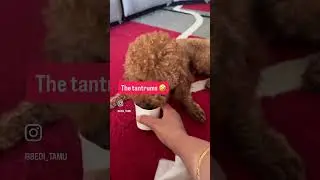 Tantrum boy&hellip; #puppy #coco