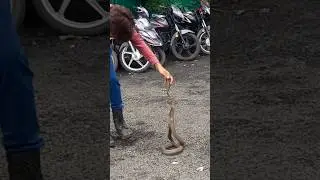 कार बाजार में कोबरा ! Dangerous CobraRescue | IndianspectacledCobra | #animalrescue #ytshorts