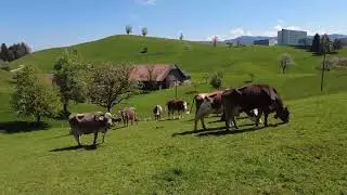 Neuheim - Menzingen - Edlibach - Baar 2022 04 28