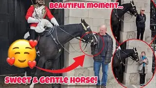 ADORABLE and SWEET King&rsquo;s Horse Has A Beautiful Bond With Lovely and Respectful Tourists!