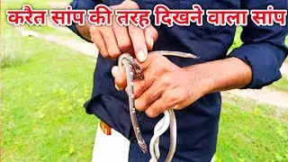 करैत सांप की तरह दिखने वाला सांप, क्या ये सांप सच में जहरीला होता है, आइए जानते हैं...#snake video 