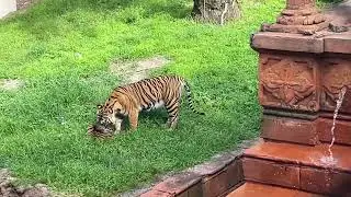 Bakso the young Sumatran tiger cub playing at Animal Kingdom