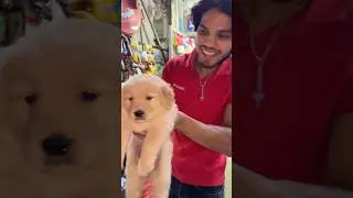 Новый сюрприз для члена семьи 😍😱#шорты #собака