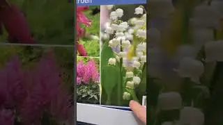 Buying shade flowers #cottagegarden